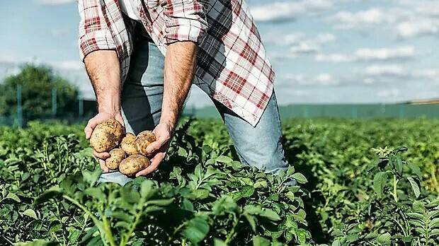 herramienta-tizon-tardio-patata|herramienta-tizon-tardio-patata